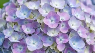紫陽花
